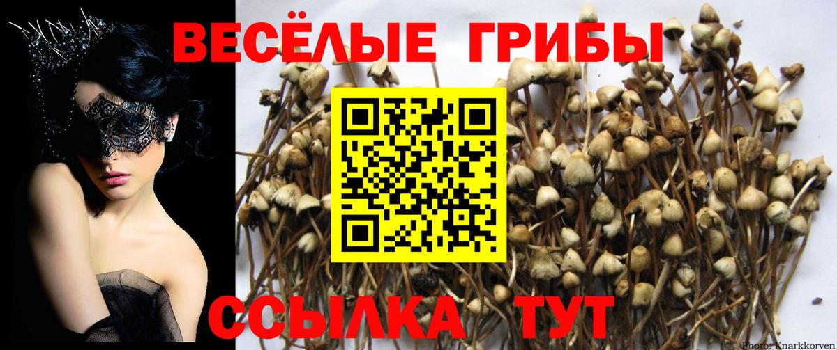 Камышин  Псилоцибиновые грибы Psilocybe  как найти закладки  Вход с VPN 